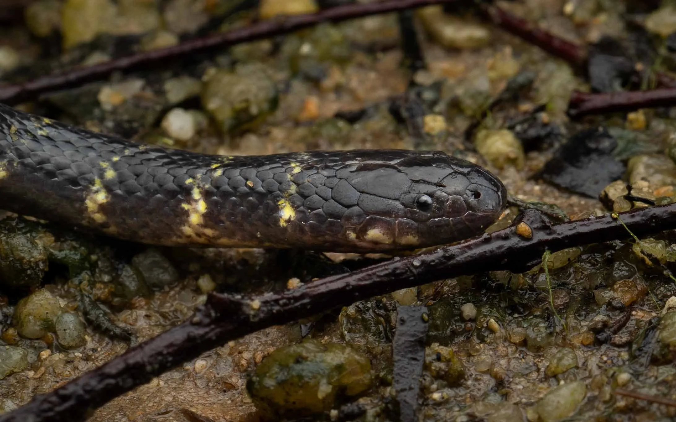 Cantor's Water Snake - Cantoria violacea — HongKongSnakeID.com